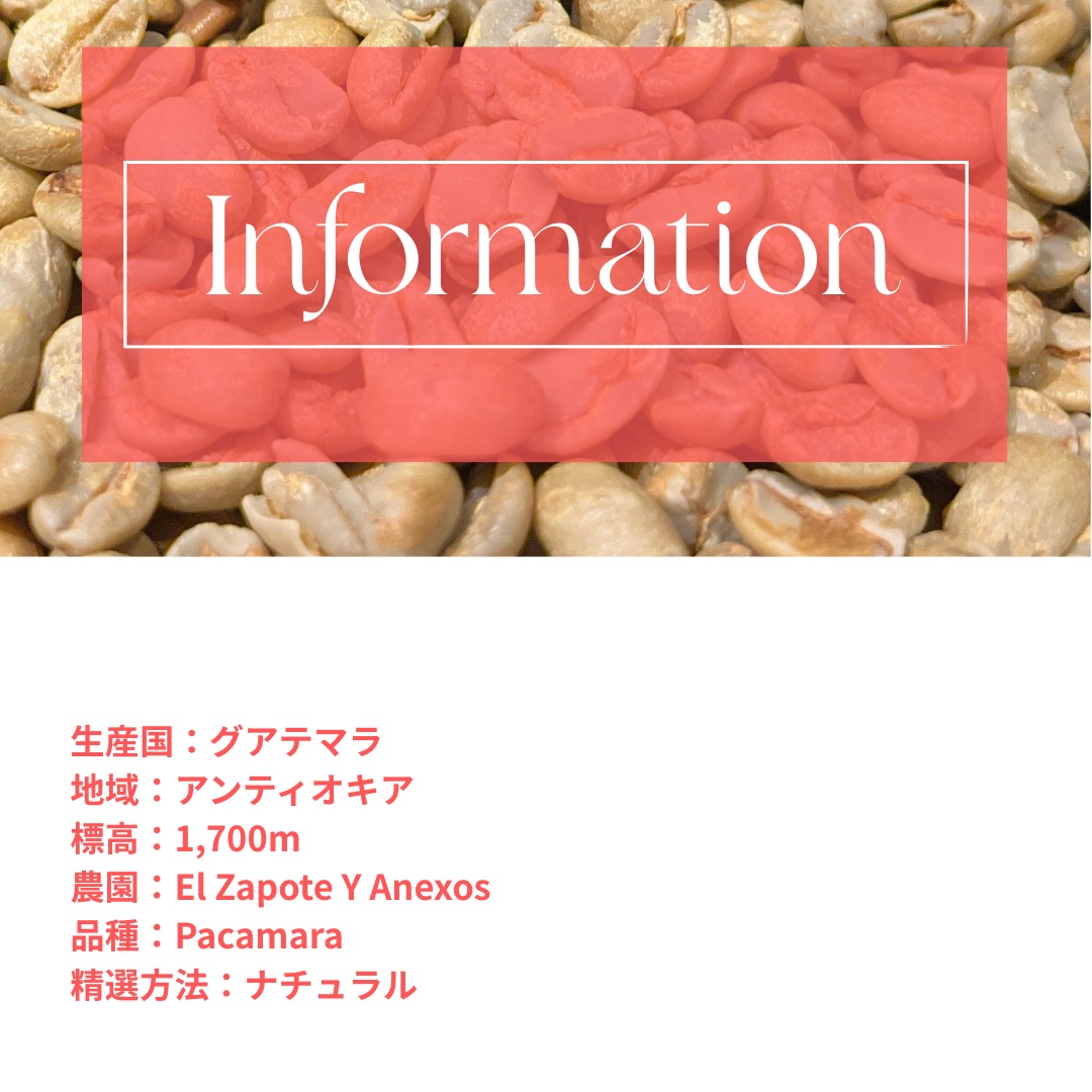 【生豆】グアテマラ El Zapote Pacamara|Natural - 画像 (2)